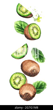 Fallende reife Kiwi-Früchte, vertikale Zusammensetzung. Aquarell handgezeichnete Illustration, isoliert auf weißem Hintergrund Stockfoto