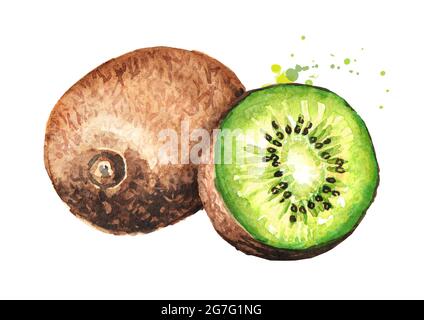 Reife ganze Kiwi-Früchte und halbe Kiwi-Früchte. Aquarell handgezeichnete Illustration isoliert auf weißem Hintergrund Stockfoto