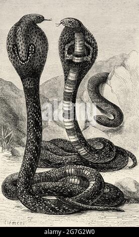 Die indische Kobra (Naja naja) Spectacled Cobra, Asiatische Kobra, oder binocellate Cobra, ist eine Art der Gattung Naja, die in Indien, Pakistan, Bangladesch, Sri Lanka, Nepal und Bhutan. Alte, gravierte Illustration aus dem 19. Jahrhundert von La Nature 1888 Stockfoto