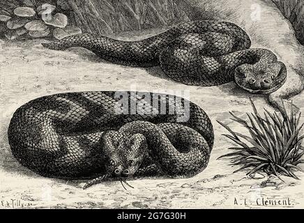 Die afrikanische Puffadder (Bitis arietans) ist eine giftige Viper-Art, die in Savannen und Graslandschaften aus Marokko und Westarabien in ganz Afrika vorkommt. Alte, gravierte Illustration aus dem 19. Jahrhundert von La Nature 1888 Stockfoto