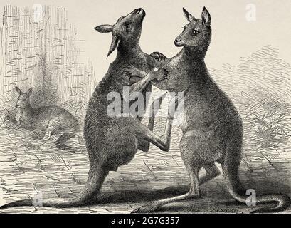 Kängurus. London Zoo 19. Jahrhundert. Vereinigtes Königreich, England. Europa. Alte Illustration aus dem 19. Jahrhundert von El Mundo Ilustrado 1880 Stockfoto