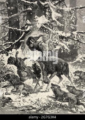 Kämpfe im Schnee zwischen einem Bullenelch und einem Rudel Wölfe. Alte Illustration aus dem 19. Jahrhundert von El Mundo Ilustrado 1880 Stockfoto