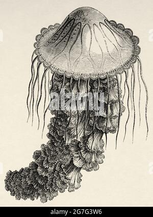 Löwenjellyfish´s Mane (Cyanea capillata) Alte Kupferstich-Illustration aus dem 19. Jahrhundert von El Mundo Ilustrado 1880 Stockfoto