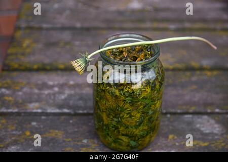 Die Dandeliontinktur ist ein natürliches, handgemachtes homöopathisches Mittel. In Alkohol infundiert. Rustikaler Hintergrund Stockfoto