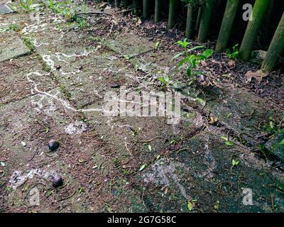 Schleimige Schneckenbahnen in einer Gasse an einem nassen bewölkten Tag im Sommer Stockfoto