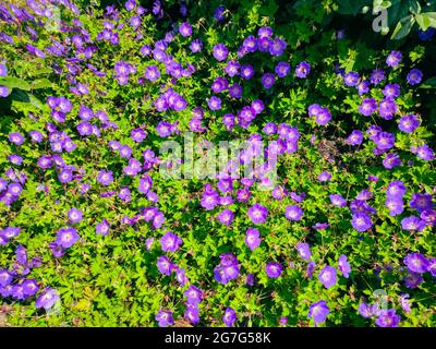 Unzählige violett gefärbte Geranienblüten in einem Garten Stockfoto