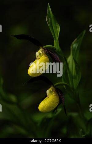 Yellow Lady's Slipper - Cypripedium calceolus, wunderschöne, farbige Blütenpflanze aus europäischen Wäldern und Wäldern, Tschechische Republik. Stockfoto