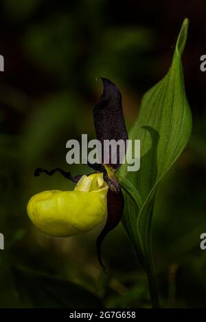 Yellow Lady's Slipper - Cypripedium calceolus, wunderschöne, farbige Blütenpflanze aus europäischen Wäldern und Wäldern, Tschechische Republik. Stockfoto