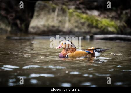 Eine schöne männliche Mandarinente Stockfoto