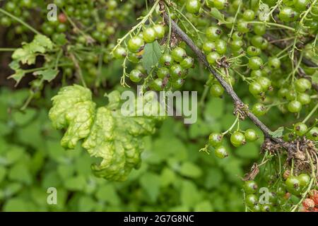 Krankheiten und Schädlinge von Beerensträuchern . Gall liegt auf Johannisbeeren. Beschädigte Blätter auf einer roten Johannisbeere. Stockfoto