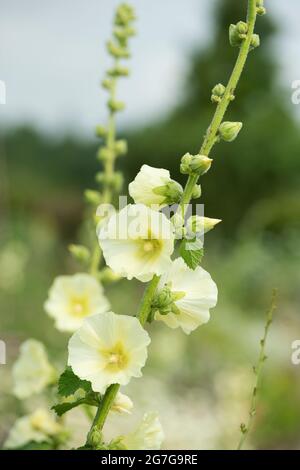 Alcea rosea. Gelbe Hollyhock blüht in einem englischen Garten. VEREINIGTES KÖNIGREICH Stockfoto