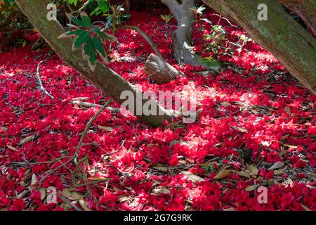 Gefallene rote Rhododendron-Blüten. VEREINIGTES KÖNIGREICH. Azalea Stockfoto