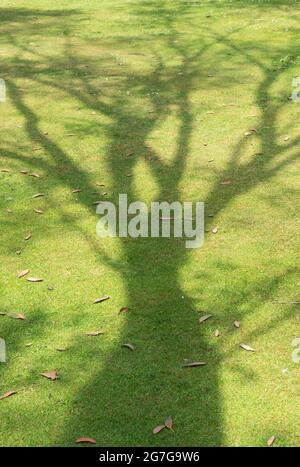 Baum Schatten auf gemähten Rasen. Großbritannien Stockfoto