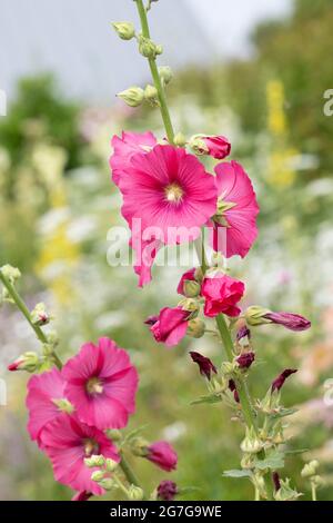 Alcea rosea. Rosa Hollyhock blüht in einem englischen Garten. VEREINIGTES KÖNIGREICH Stockfoto