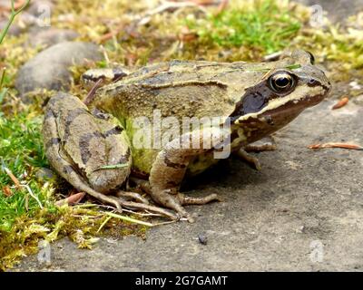 Gemeinsamer Frosch im Garten Stockfoto