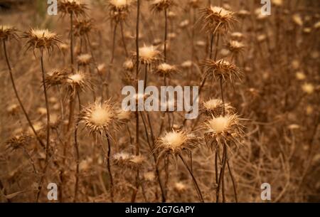 Distelpflanzen/Wildblumen auf dem Feld trocknen. Stockfoto