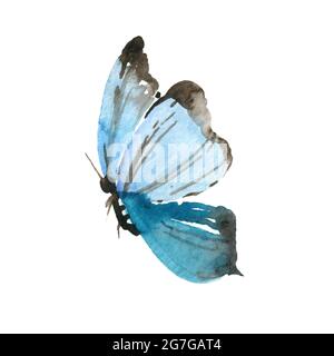 Aquarell Schmetterling isoliert auf weißem Hintergrund handbemalt Sammlung Stockfoto