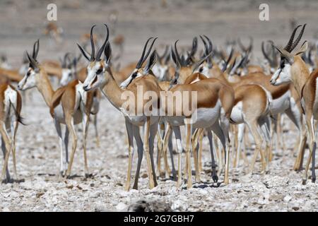 Springbok-Herde (Antidorcas marsupialis), die am Wasserloch, im Etosha National Park, Namibia, Afrika, steht Stockfoto