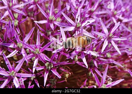 Eine Honigbiene auf einer riesigen Zwiebel (Allium giganteum) in Blüte. Zierzwiebelfeld aus Allium. Wenige Kugeln aus Allium blühen. Stockfoto