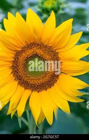 Sonnenblumen-Nahaufnahme auf dem Feld, blühender helianthus auf einem Hintergrund aus grünen Blättern. Florale Tapete. Schöne Natur, einzelne Blume mit hellem Ye Stockfoto