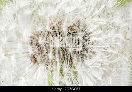 Das Seedel-Samenkopfunkraut ist aus nächster Nähe zu sehen, bevor die sieht im Wind weggeblasen haben Stockfoto