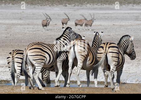 Burchells Zebras (Equus quagga burchellii) trinken am Wasserloch, Gemsboks (Oryx gazella) stehen weit dahinter, Etosha National Park, Namibia, Afrika Stockfoto