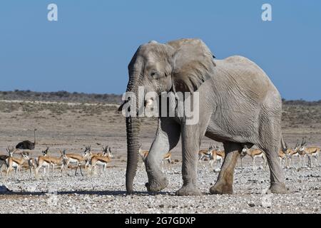 Afrikanischer Buschelefant (Loxodonta africana), der zu einem Wasserloch geht, eine Springbok-Herde (Antidorcas marsupialis) weit dahinter, Etosha NP, Namibia Stockfoto