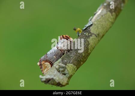 Buff Tip Moth: Phalera bucephala. Stockfoto