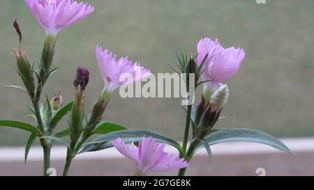 Cheddar Rosa Blüten und Knospen, Dianthus Gratianopolitanus Stockfoto