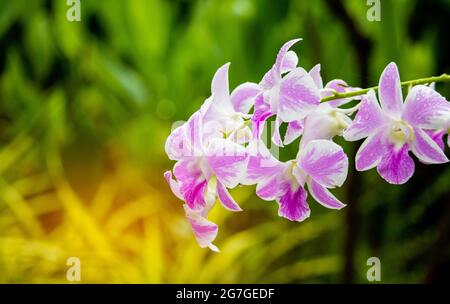 Schöne Orchideen, die auf einem grünen natürlichen Hintergrund blühen. Stockfoto