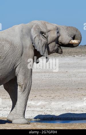 Afrikanischer Buschelefant (Loxodonta africana), adulter Rüde, der am Wasserloch, Etosha National Park, Namibia, Afrika trinkt Stockfoto