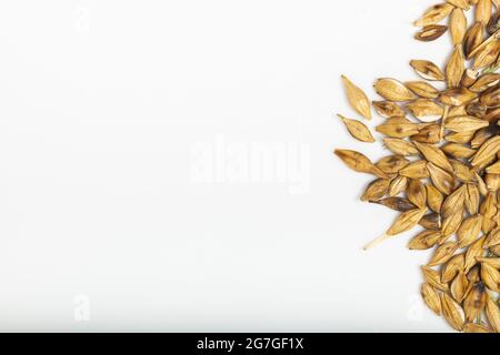 Malzte und geröstete Gerste auf weißem Hintergrund. Draufsicht Stockfoto