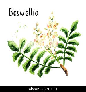 Boswellia carterii Weihrauchbaum Zweig mit Blättern und Blumen. Aquarell handgezeichnete Illustration isoliert auf weißem Hintergrund Stockfoto