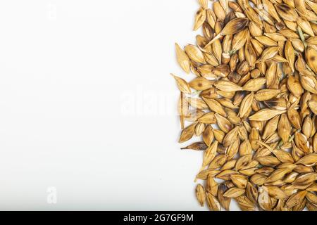 Malzte und geröstete Gerste auf weißem Hintergrund. Draufsicht Stockfoto