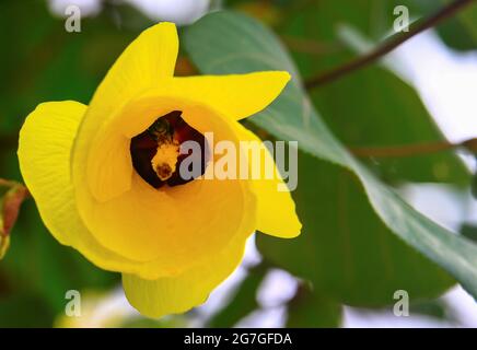 Gelbe Blume wunderschön blühend im Herbst Schönheit der Natur Stockfoto