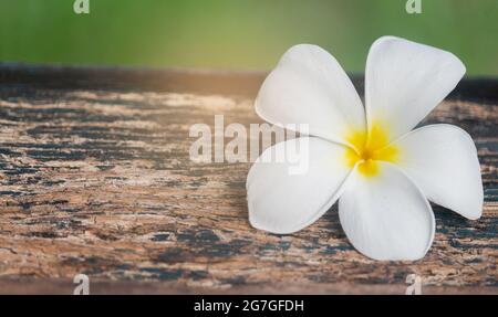 Weiße Plumeria Blume auf altem Holzboden als Hintergrund Stockfoto