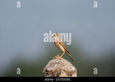 Paddyfield-Pipit oder orientalischer Pipit, Anthus rufulus, Grassland Area, Indien Stockfoto