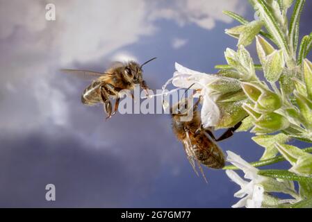 Nahaufnahme von zwei europäischen Honigbienen APIs Mellifera, die Pollen aus blühenden Wildblumen in der Sommernatur sammeln Stockfoto