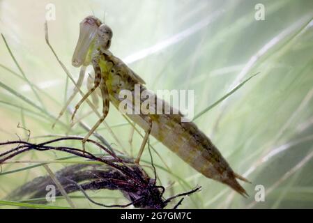 Makroaufnahme der Nymphe oder Larve des südlichen Falkers oder des Blauen Falkers Aeshna Cyanea Libelle, die im Wasserteich mit Gras schwimmt Stockfoto