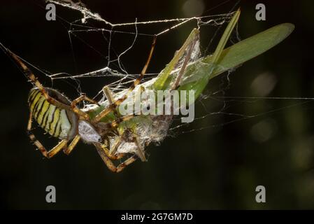 Makroaufnahme der Spinne Argiope Audouin, die in der Natur erfasste Heuschreckenraubtiere am Netz frisst Stockfoto