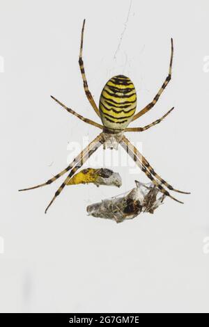 Makroaufnahme der Spinne Argiope Audouin mit gelb gestreiftem Körper, der auf dem Netz hängt und Beute-Insekten erfasst Stockfoto