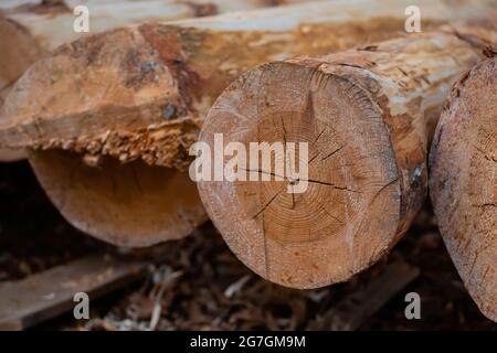 Holzstämme auf dem Boden gesägt Stockfoto