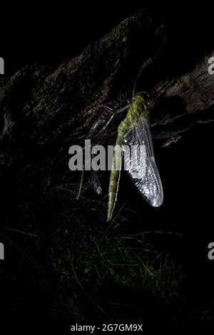 Nahaufnahme von Southern Hawker oder Blue Hawker Aeshna Cyanea Libelle, die in der Natur tote Insekten fressen Stockfoto