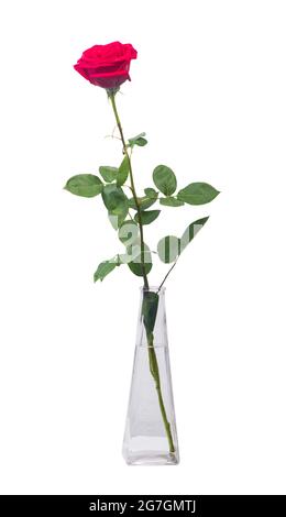 Eine lange rote Rose in einer transparenten Vase isoliert darüber Weißer Hintergrund Stockfoto