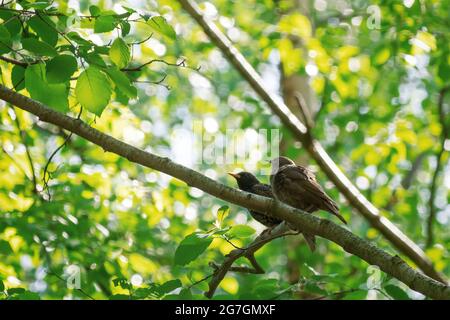 Zwei Vögel sitzen auf einem Ast von Bäumen im Park Stockfoto