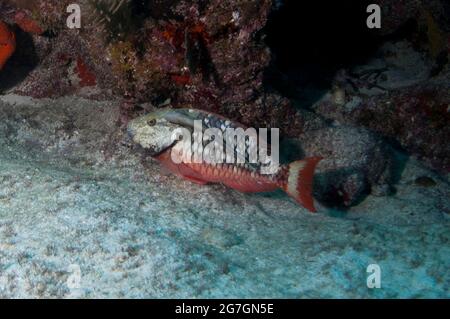 Slender Suckerfish, Echeneis naucrates, auf stoplight Parrotfish, Sparisoma viride, Fire Coral Caves Tauchplatz, Melasses Reef, Key Largo, Florida Keys, Stockfoto