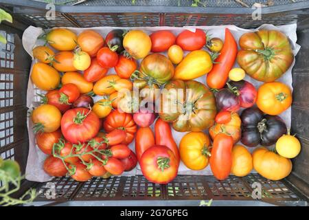 Bunte Erbstück Tomaten Ernte in der Box. Sommer Food Hintergrund. Stockfoto