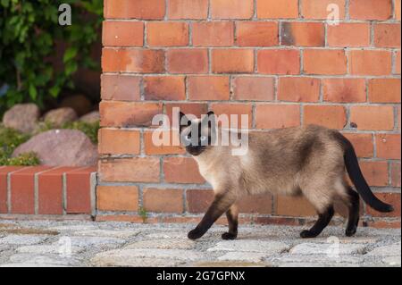 Eine siamesische Katze ist als kostenloser roamer unterwegs Stockfoto