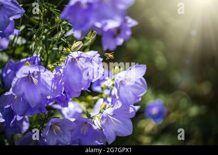 Wunderschöne Blumen mit fliegenden Wespen, die Pflanzen bestäuben. Atemberaubender goldener Sonnenschein, in den Sonnenlicht einfällt. Bestäubung von Wildblumen sammeln Stockfoto