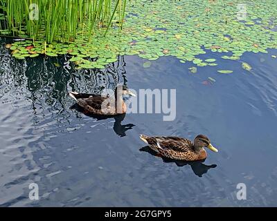 Sault Ste Marie Canal National Historic Site/IMallard Enten Stockfoto